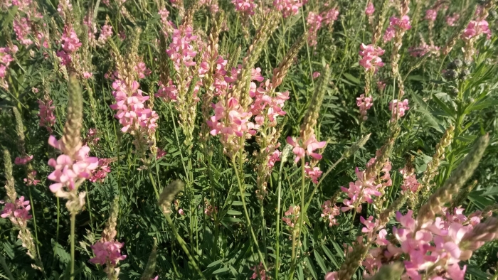 Эспарцет рогатый