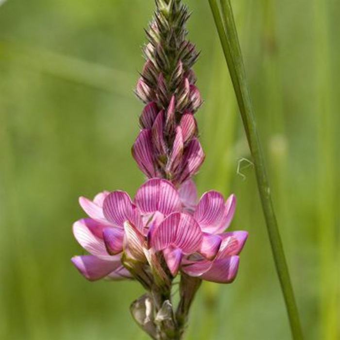 Эспарцет виколистный