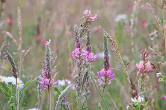 Эспарцет виколистный