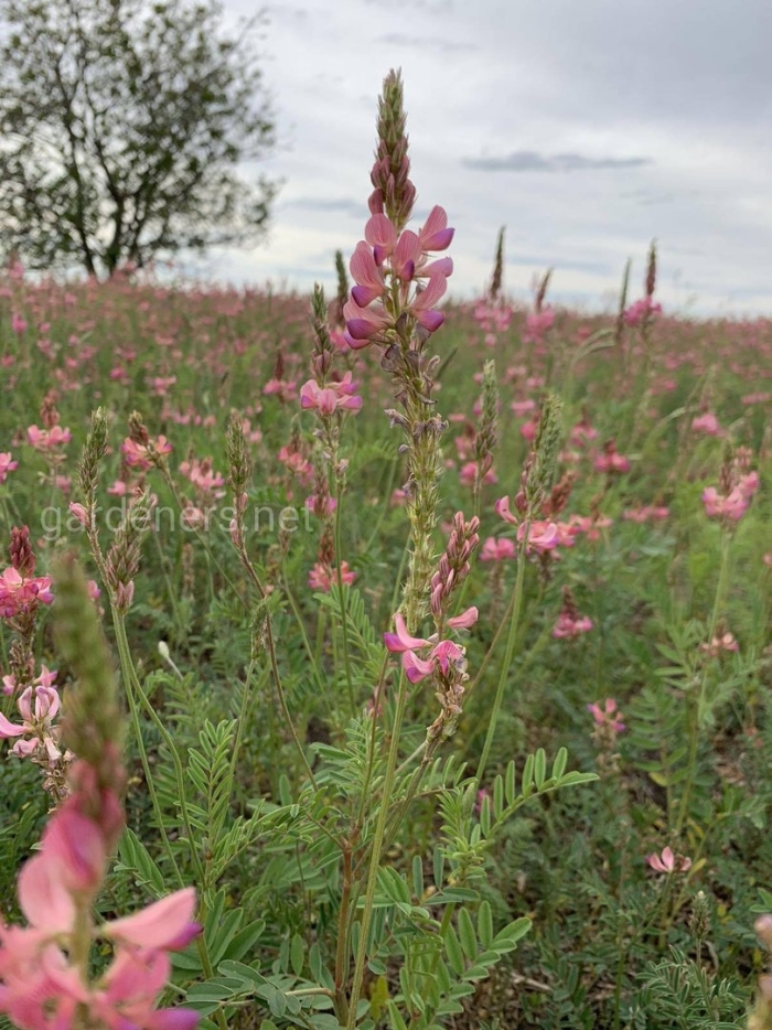 Эспарцет виколистный