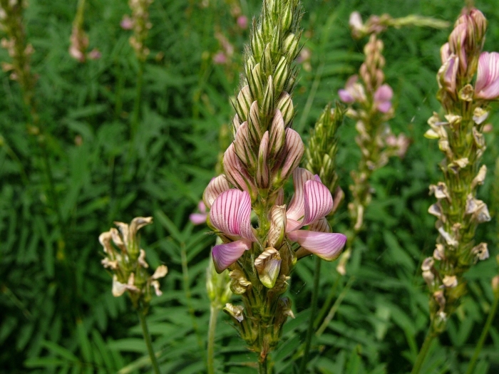 Эспарцет виколистный
