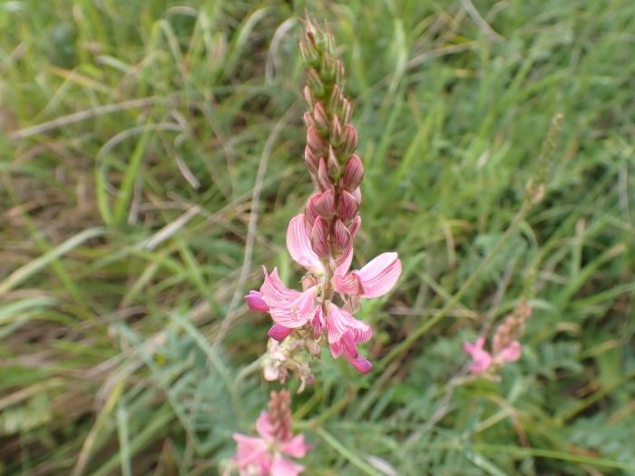 Эспарцет виколистный