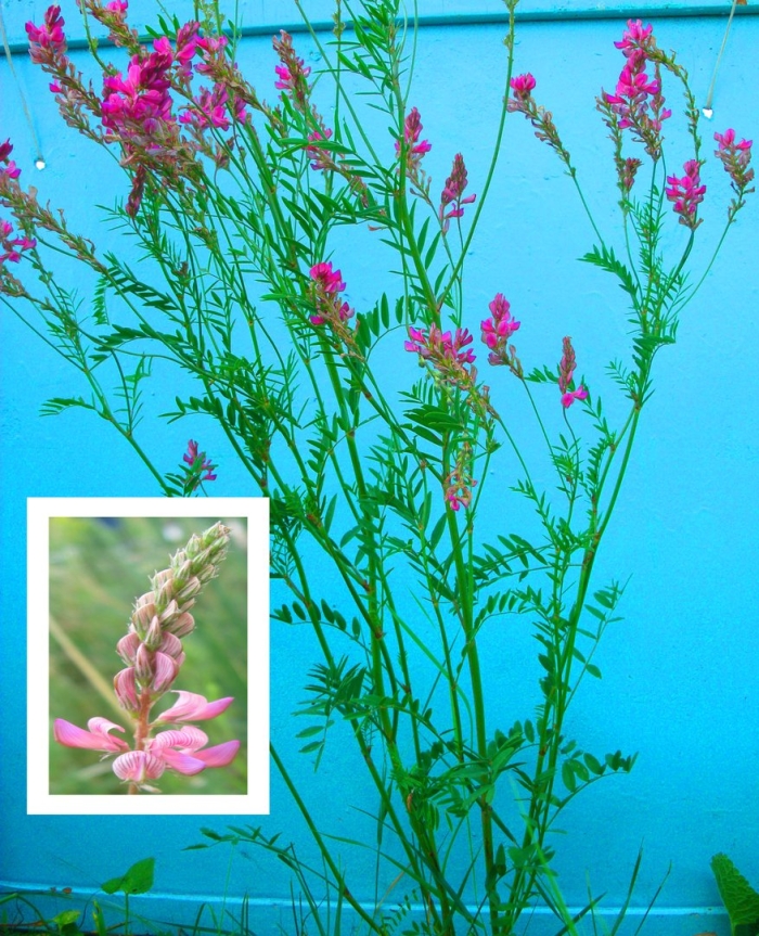 Эспарцет рогатый