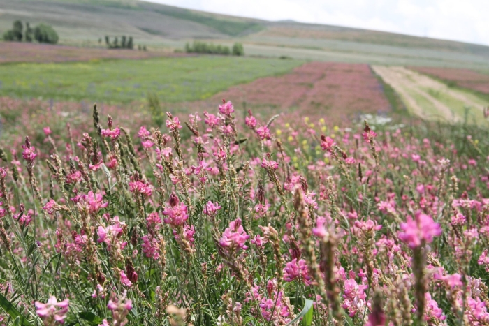 Эспарцет виколистный