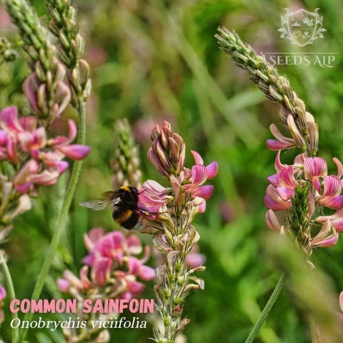 Эспарцет песчаный