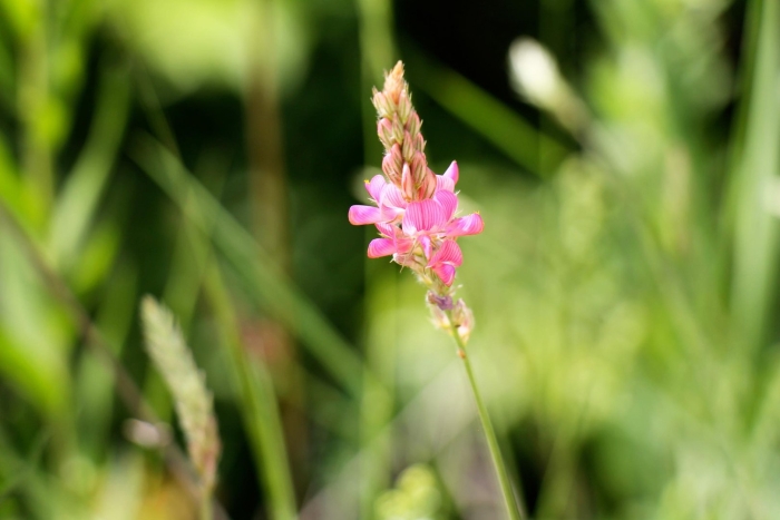 Эспарцет песчаный
