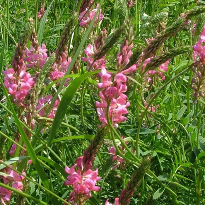 Эспарцет виколистный