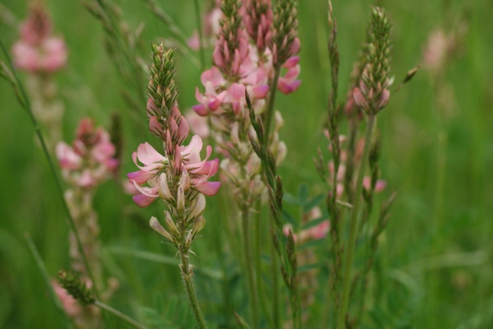 Трава эспарцет