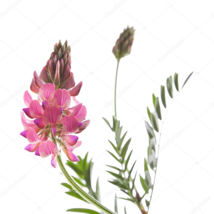 Эспарцет виколистный