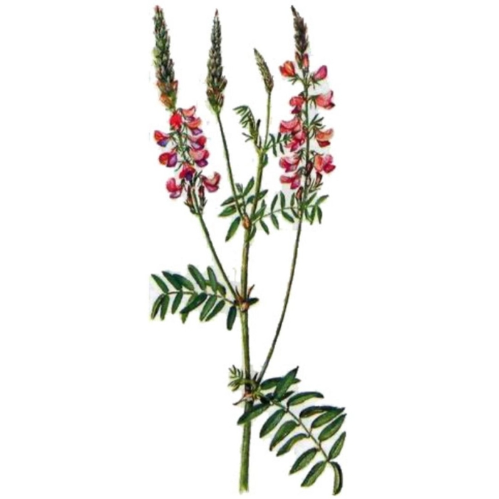 Эспарцет посевной трава