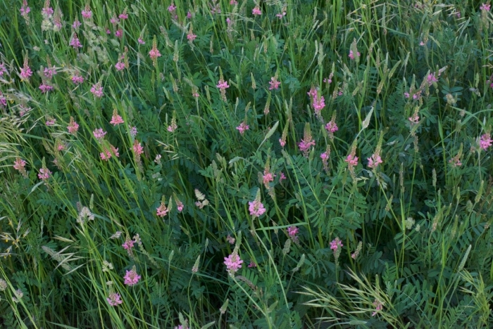 Эспарцет виколистный