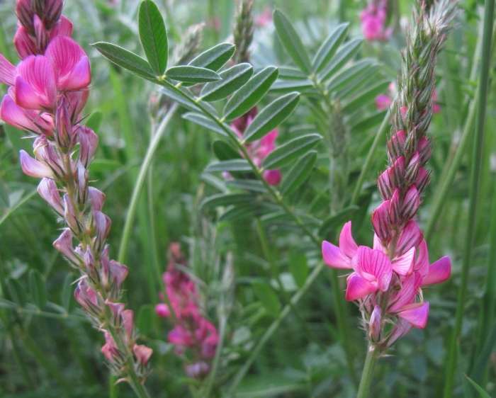 Эспарцет виколистный