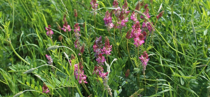 Эспарцет виколистный