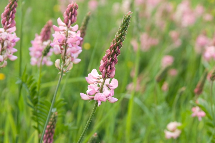 Эспарцет виколистный