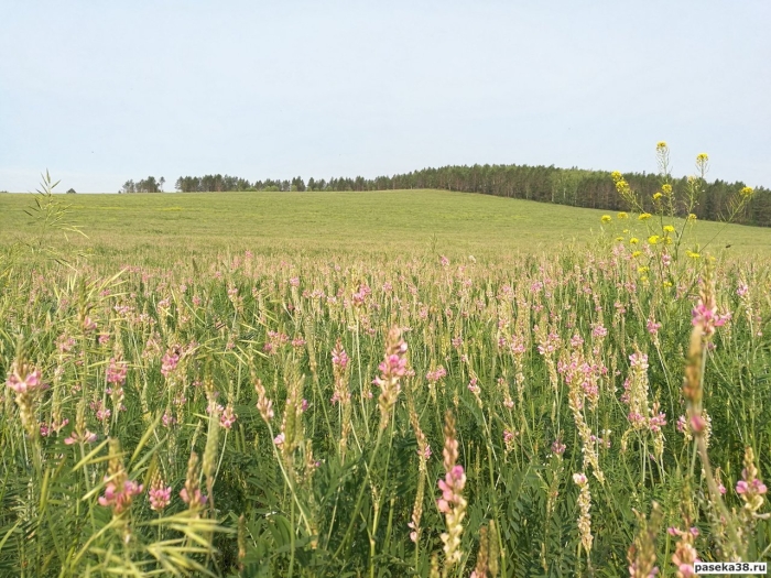 Эспарцет трава