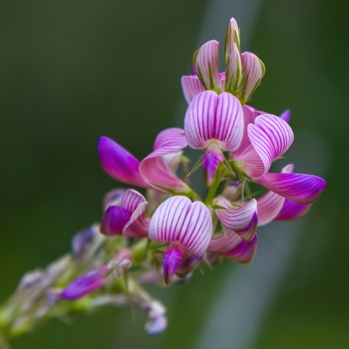 Эспарцет виколистный
