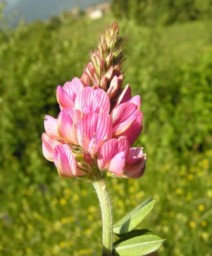 Эспарцет виколистный