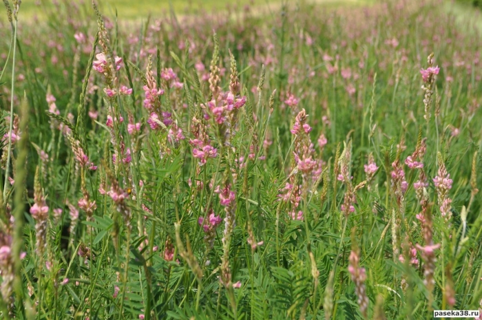 Люцерна эспарцет