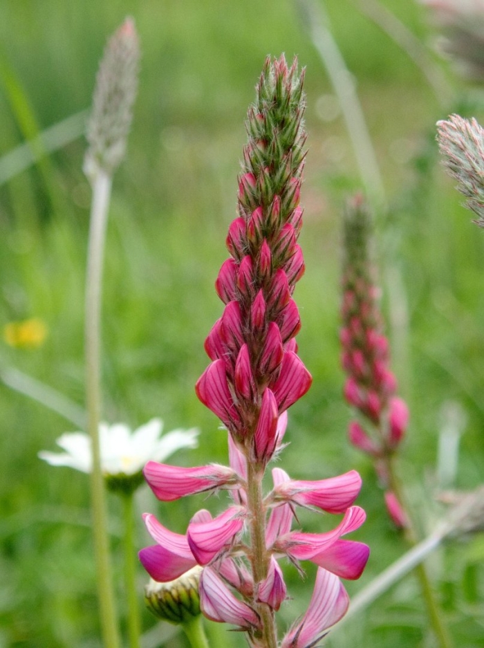 Эспарцет виколистный