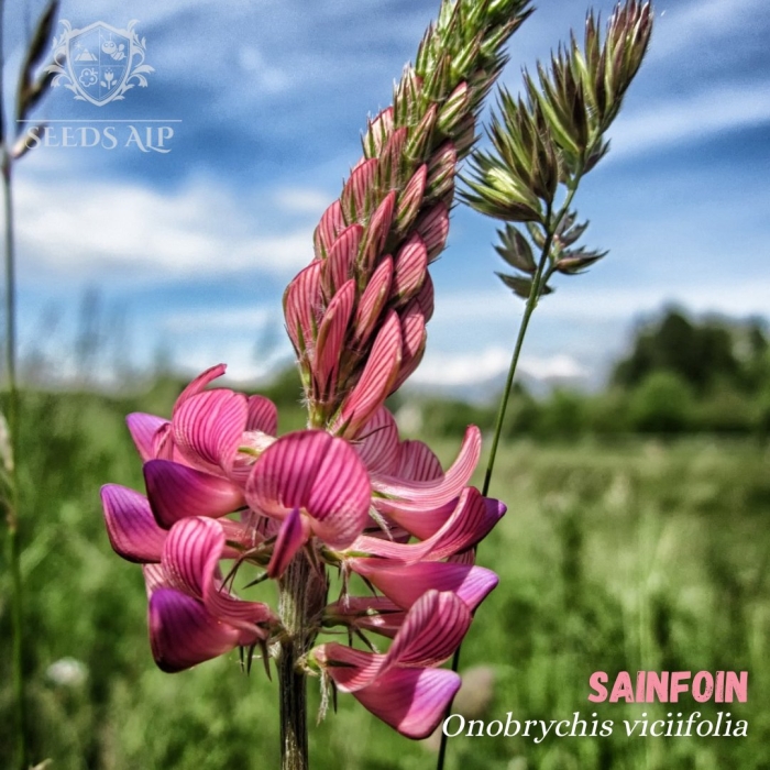 Эспарцет onobrychis arenaria