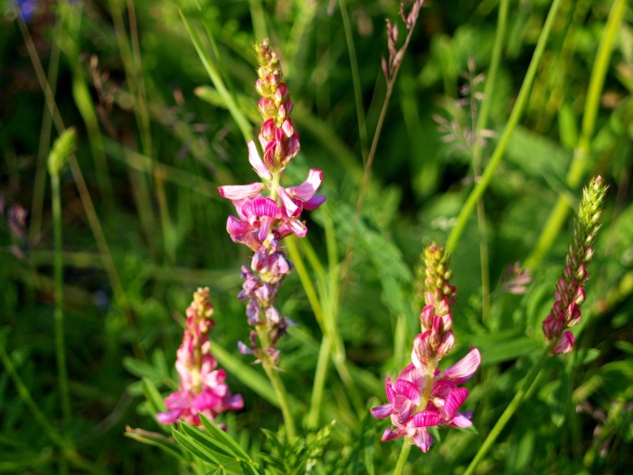 Эспарцет виколистный