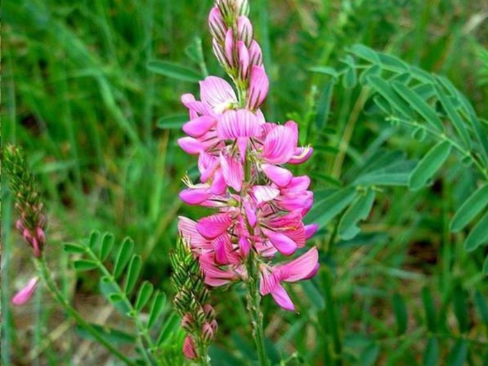 Эспарцет посевной виколистный