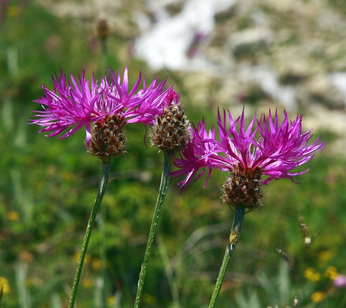 Василёк кавказский