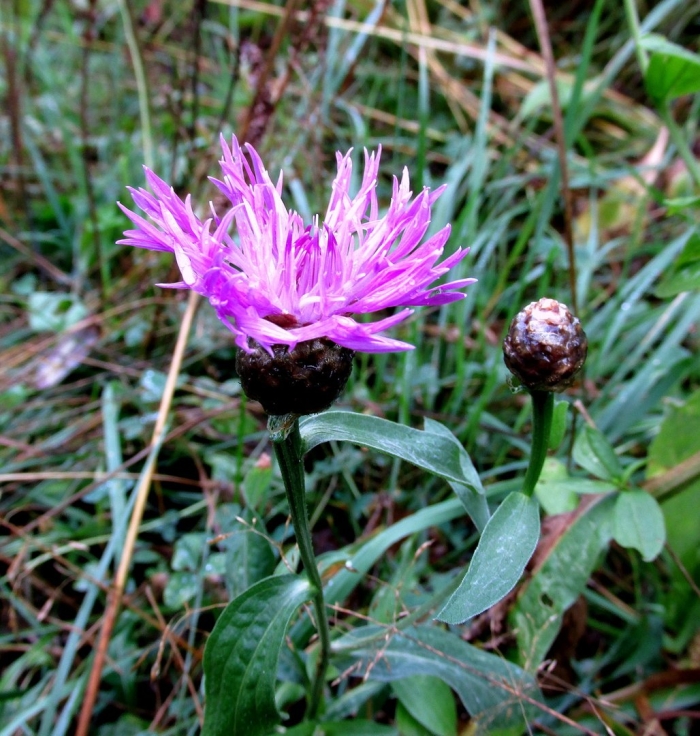 Василёк луговой centaurea jacea