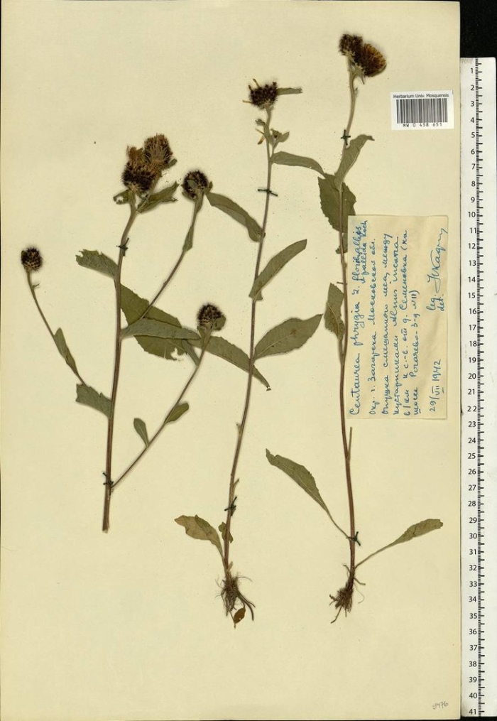 Василек луговой гербарий