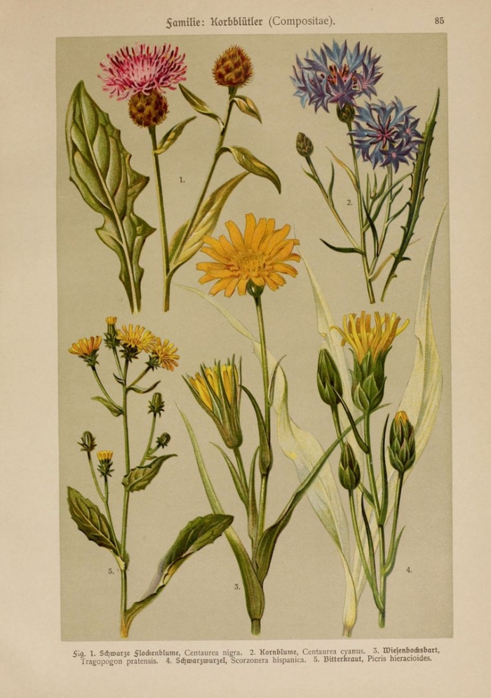 Цикорий обыкновенный гербарий