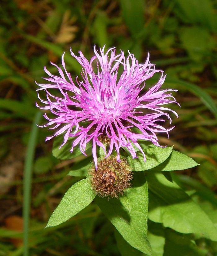 Centaurea paniculata
