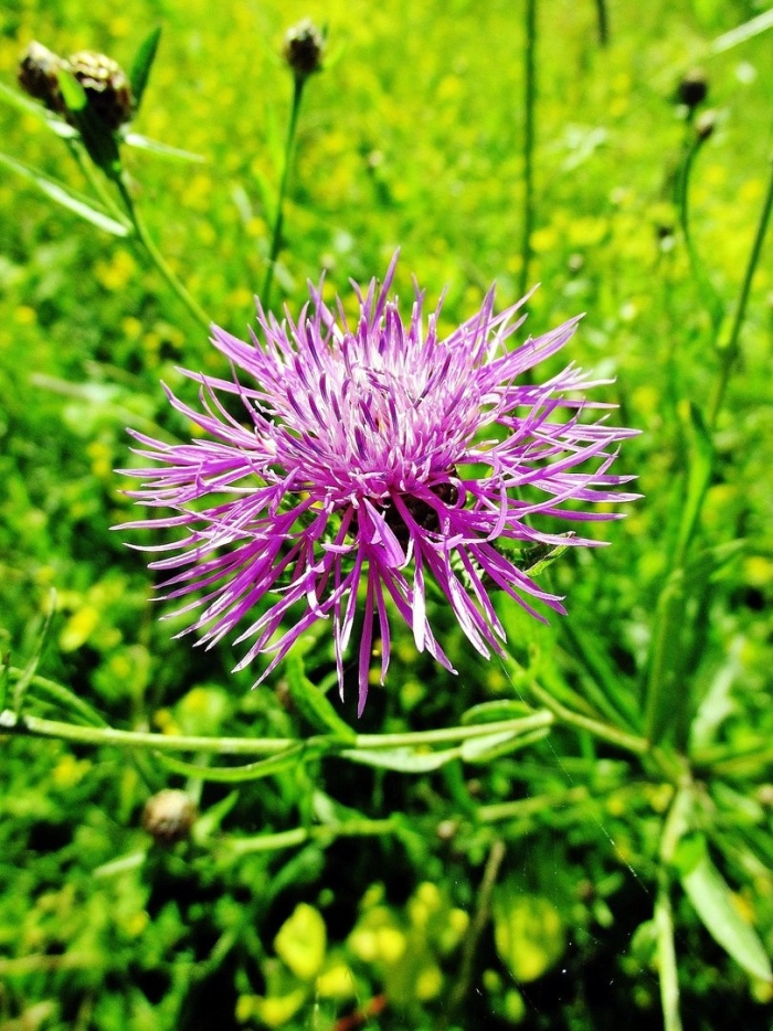 Василëк луговой