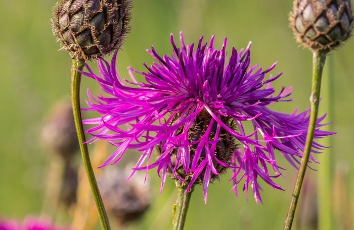 Centaurea pulcherrima