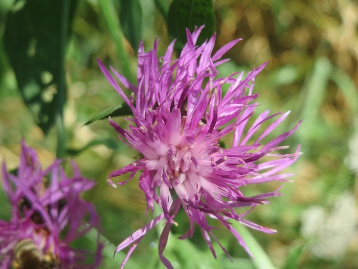 Centaurea pseudoscabiosa