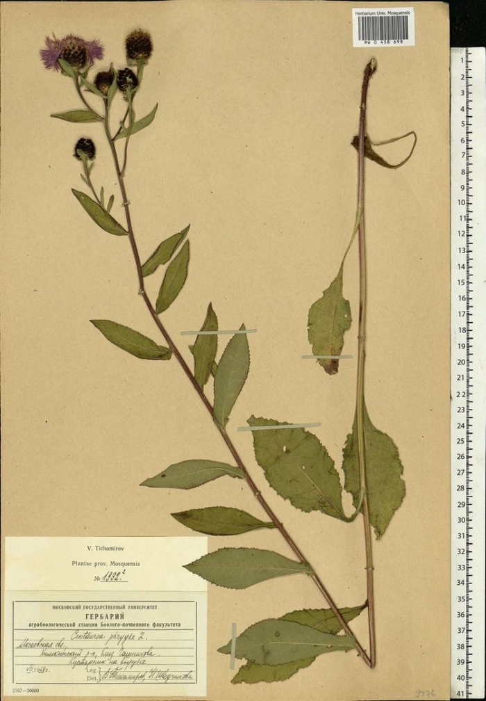 Василек фригийский