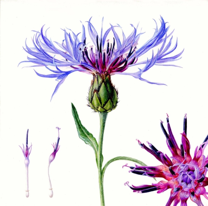 Василек полевой centaurea cyanus