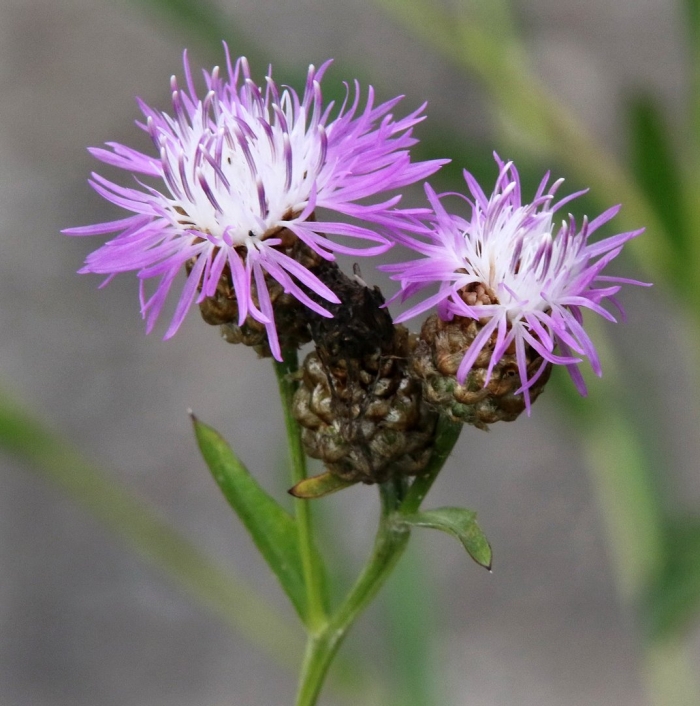 Василек луговой centaurea