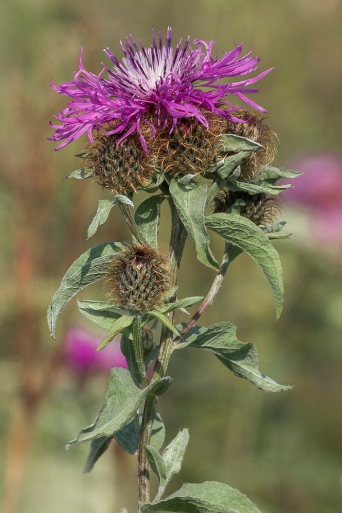 Centaurea pseudophrygia
