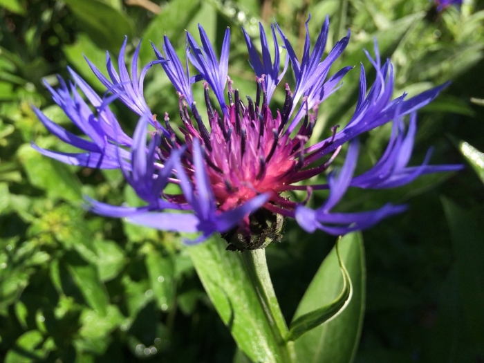 Василек горный грандифлора