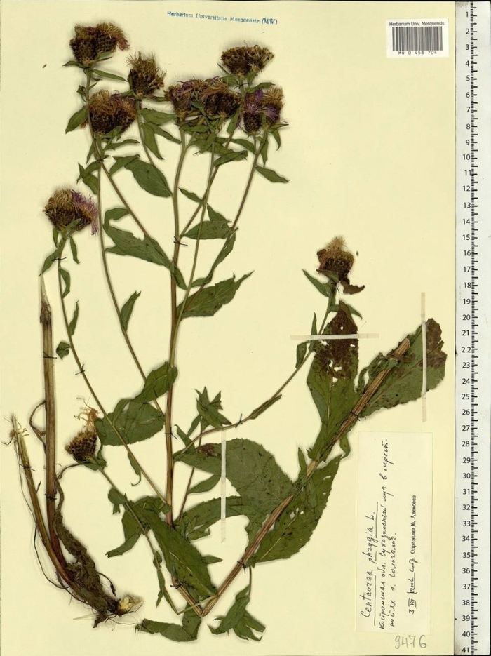 Девясил высокий inula helenium гербарий