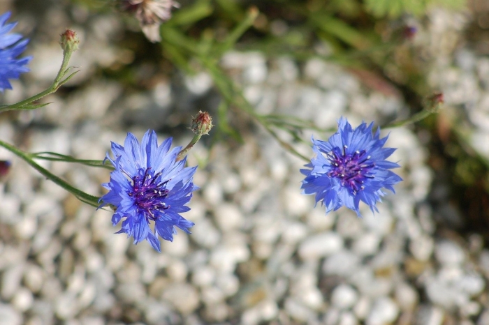 Василек обыкновенный