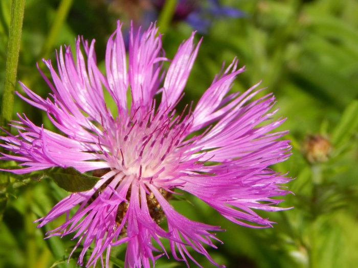 Василек centaurea montana