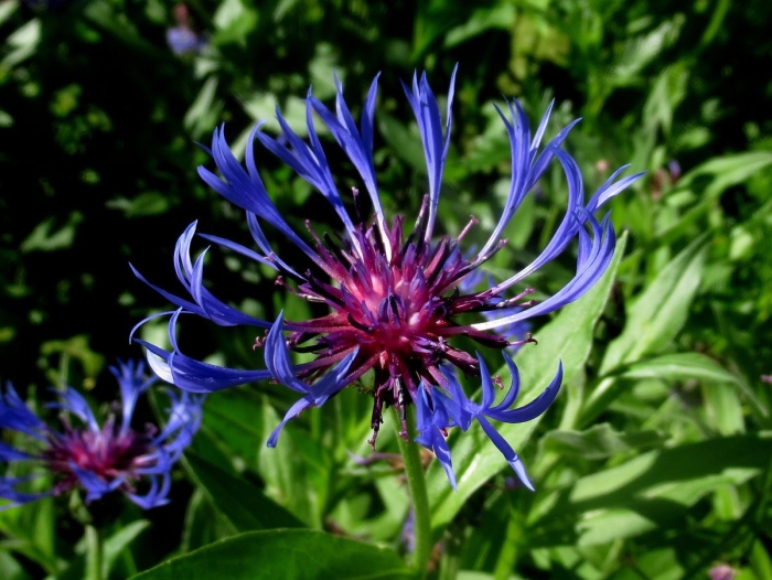 Василек садовый