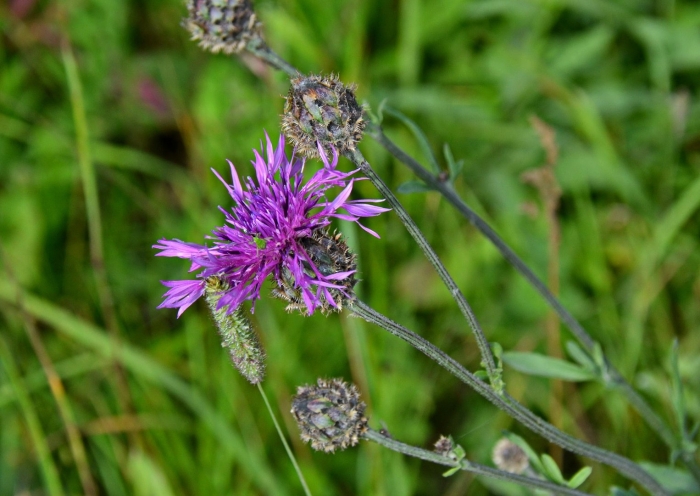 Чертополох василек шероховатый