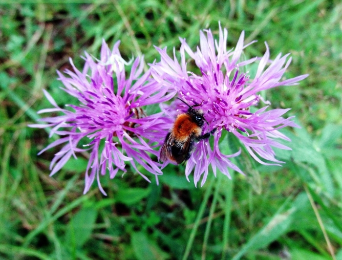 Bombus lapidarius