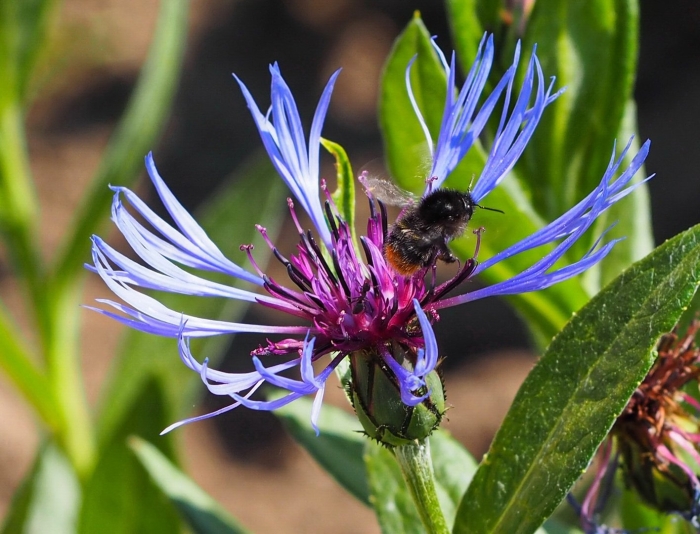 Василек горный