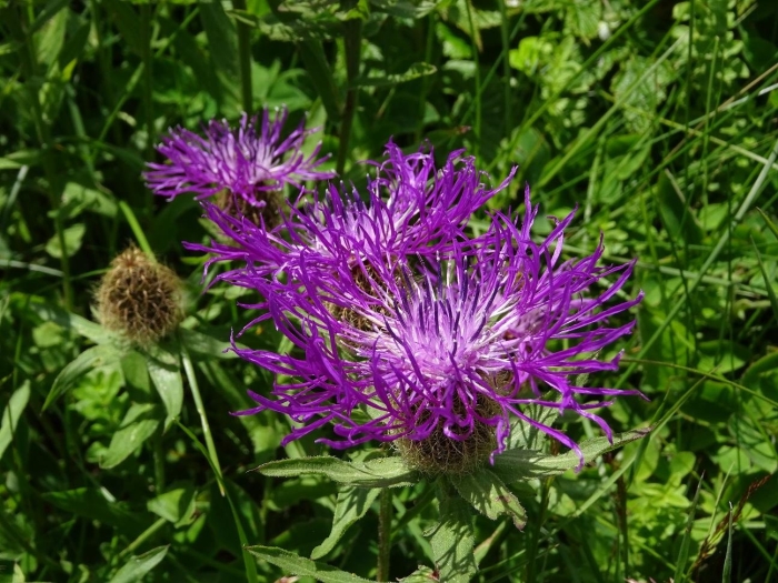 Василёк луговой сорные растения