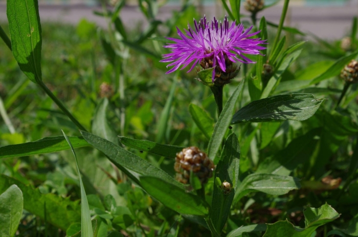 Василёк луговой (лат. centaurea jacea)