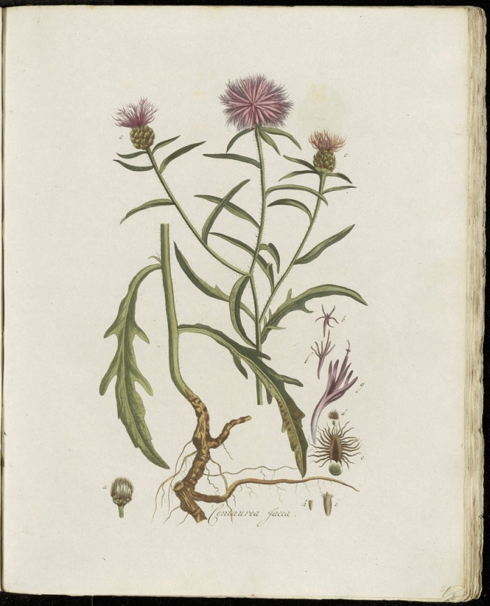 Василёк луговой - centauréa jacéa