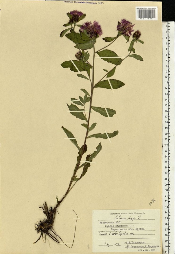 Василек фригийский